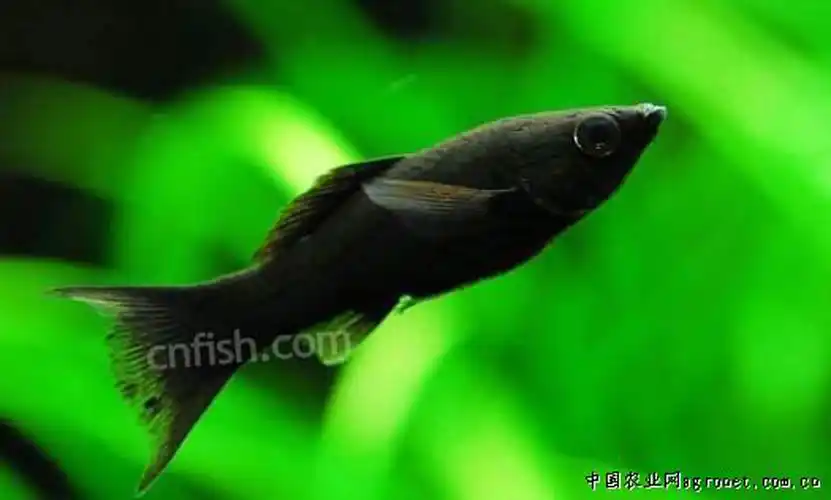 p> a target="_blank" href="/item/黑玛丽/7295626" data-lemmaid="