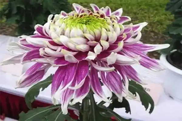 十大名贵菊花都有哪些品种哪种好种植