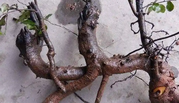 金弹子下山桩,大师就这样"养活了",养6年有"万元"盆景潜质_进行_植株