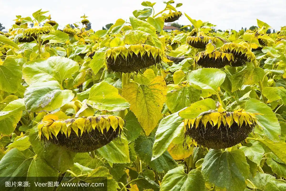 成熟的向日葵在田里准备收割