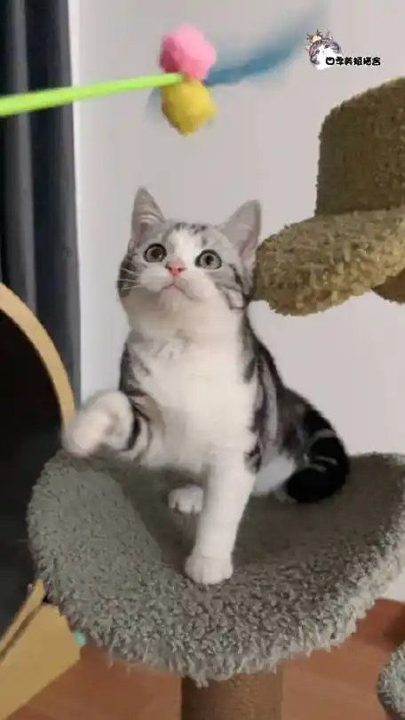 美短加白##美短起司猫##美国短毛猫猫舍