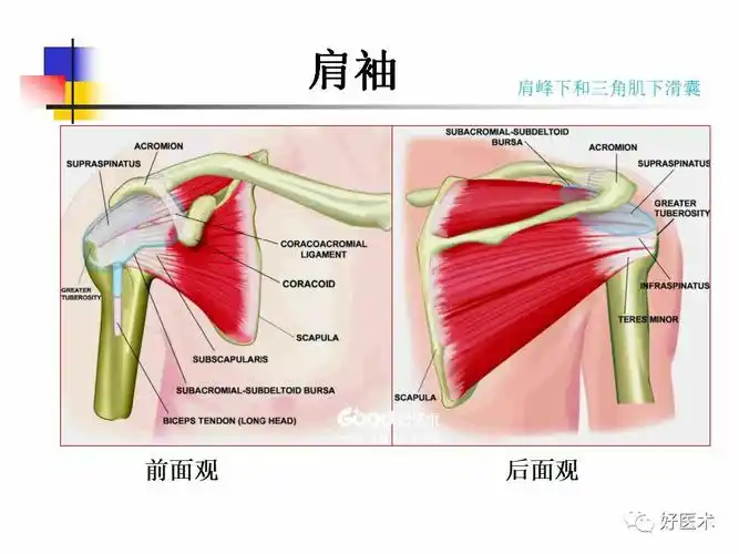 颈肩疼痛第三十九讲【肩袖正常mri及肩袖损伤【肩