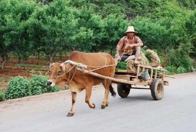 坐在牛车上的童年像美酒醉了我回忆的梦