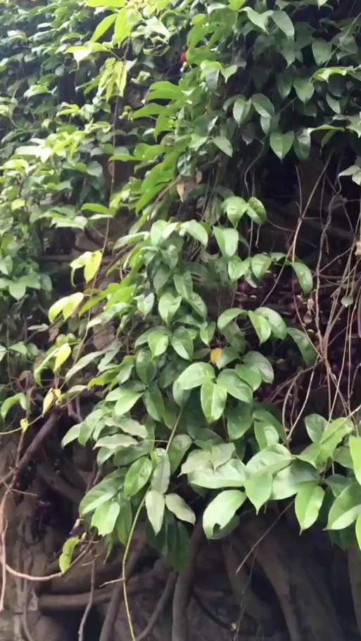 蓝银草真的存在吗_现实中真的有蓝银草吗_真正的蓝银草长什么样子