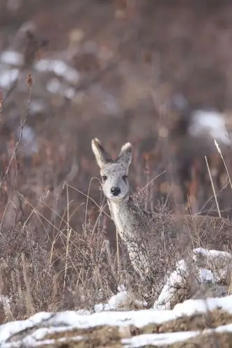 麝,又称为麝獐,香獐,种类少,麝的前肢短,后肢长,蹄小耳大,雌雄都无角