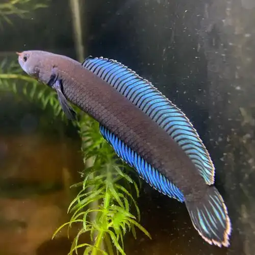 阿萨姆奶茶雷龙鱼苗子蓝帆奶茶七彩酒红火背中小型活体淡水观赏鱼 二