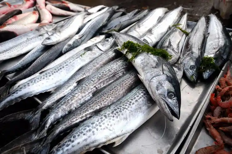 "鲅鱼跳 丈人笑"青岛本地鲅鱼上市 4斤以上春鲅鱼每斤38元