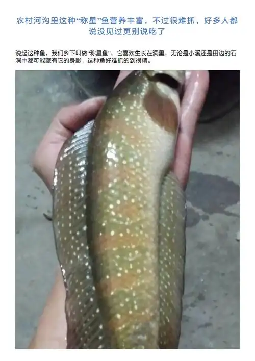 村河沟里这种"称星"鱼营养丰富,不过很难抓,好多人都说没见.pdf