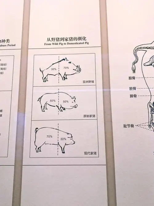 打卡良渚博物馆vs猪的进化史