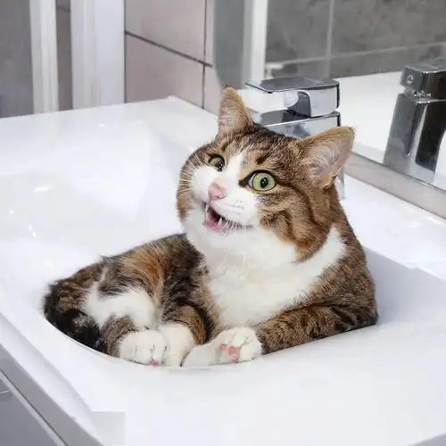 网红大脸猫的沙雕表情包圈粉无数啊啊啊啊啊啊可爱死了