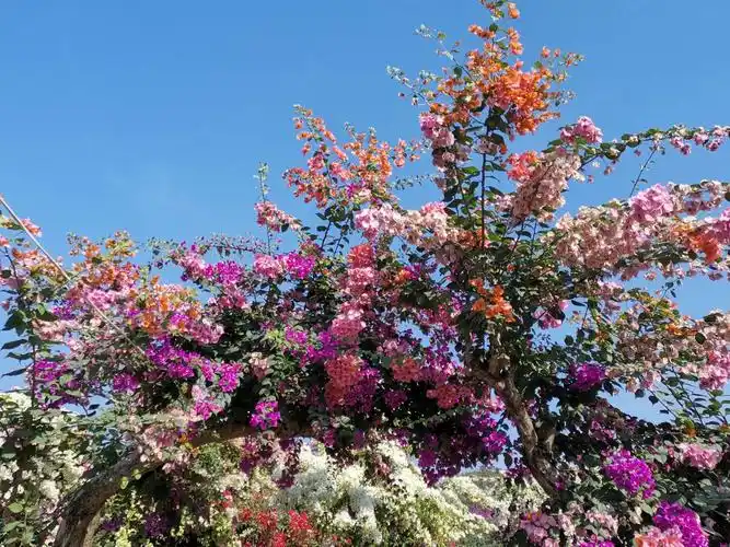 粤龙山簕杜鹃园花开正艳