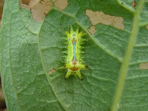 枣树常见病虫害图谱