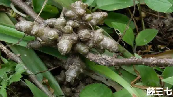 三七与田七有什么区别服用三七粉于容颜有着很好的