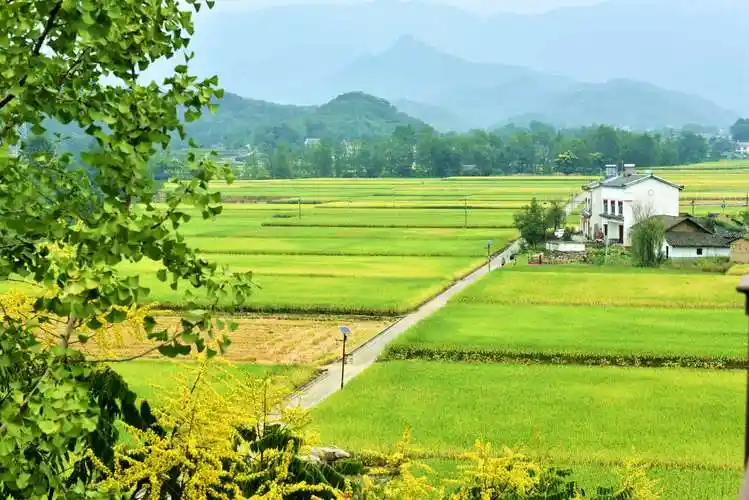 百里荒山下的南垭小村,百亩稻田,十里稻香,遍地金黄的稻谷,随着秋风