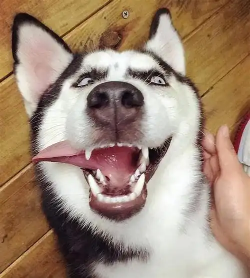 作为雪橇三傻的二傻-哈士奇,别名"二哈"的拥有着高冷的外表,智商却