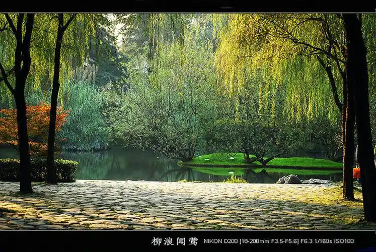 西湖十景之五柳浪闻莺1