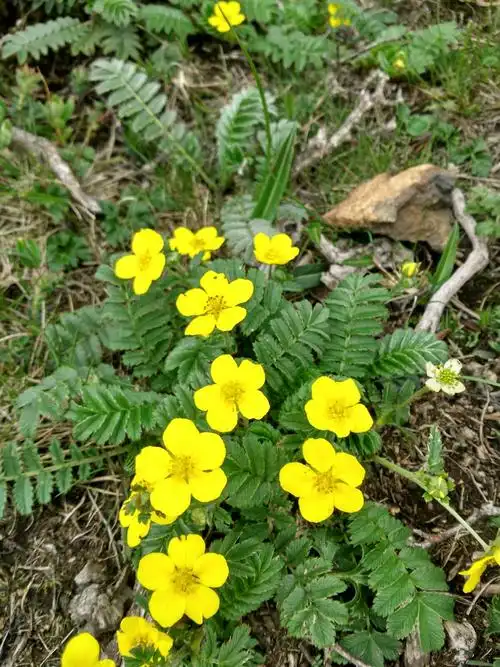 野花灿烂盛开.专业人士告诉我这鲜黄色的花叫鹅绒委陵菜