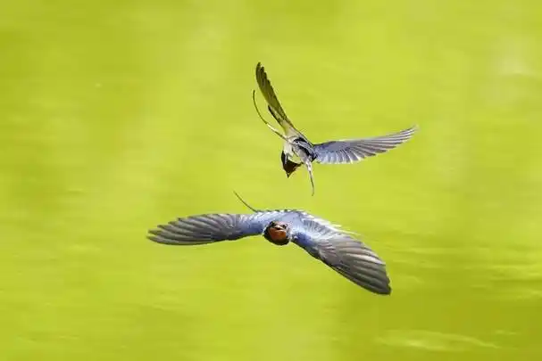 「原创」双飞燕