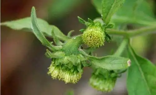 天名精是一种怎样的植物