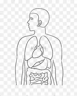 线描人体内脏