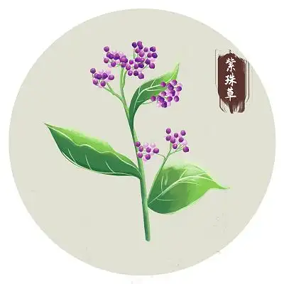 中医药材料采药元素茯苓简笔画插图中草药药材植物手绘图中国传统中药