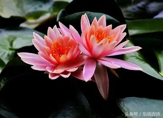 并蒂莲花是一种吉祥花,难得一见,自古以来文艺作品都经常出现这种荷花