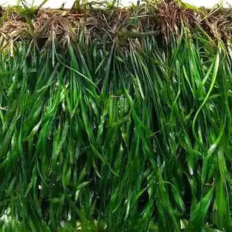苦草种籽纯小龙虾蟹养殖夏鱼塘四季矮生短叶水草苗扁担草种子 苦草鲜