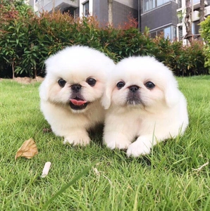 纯种京巴犬白色京巴幼犬哈巴狗北京犬幼崽小型犬活体宠物狗狗