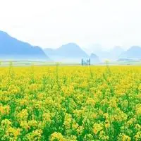 踏青赏油菜花之美_微信头像图片大全
