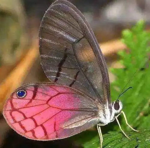 世界上最稀有的蝴蝶!金斑喙凤蝶曾拍卖100万天价!