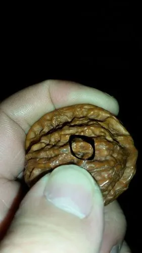 核桃开裂怎样修复!