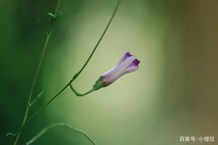 飘逸的爬藤牵牛花
