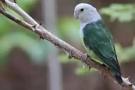 马达加斯加爱情鸟灰头普兰牡丹鹦鹉灰头牡丹鹦鹉灰头牡丹鹦鹉