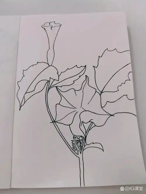 零基础学画画58～曼陀罗 临摹《一笔一世界》 曼陀罗又名醉心花