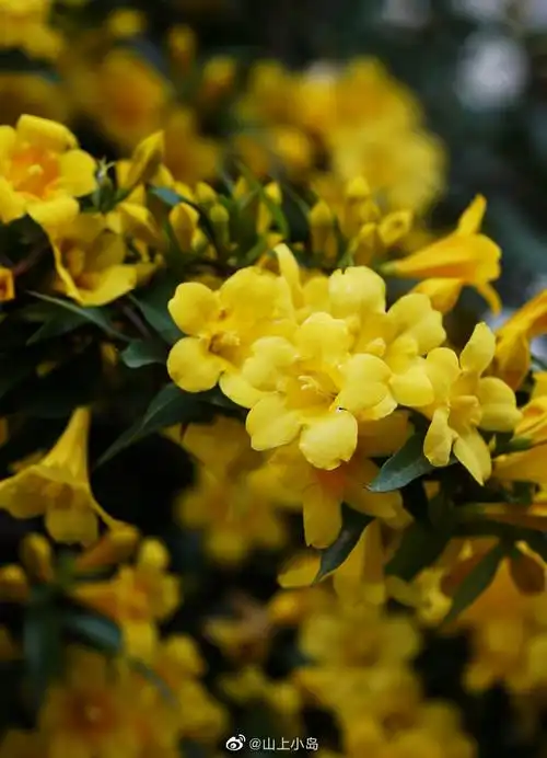 常绿钩吻藤 gelsemium sempervirens——钩吻科钩吻属.