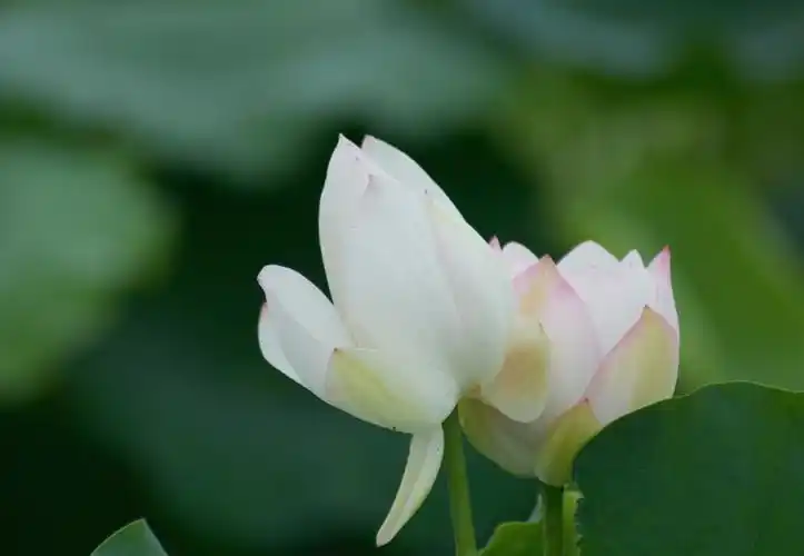 道县:农家池塘荷花盛开美如玉