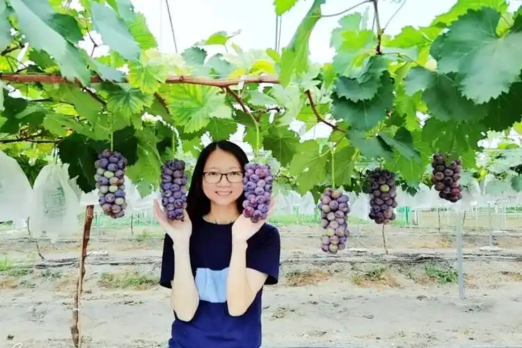 葡萄熟了!石排牵手帮扶揭西上砂结佳果