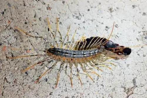 蚰蜒 俗名草鞋底子