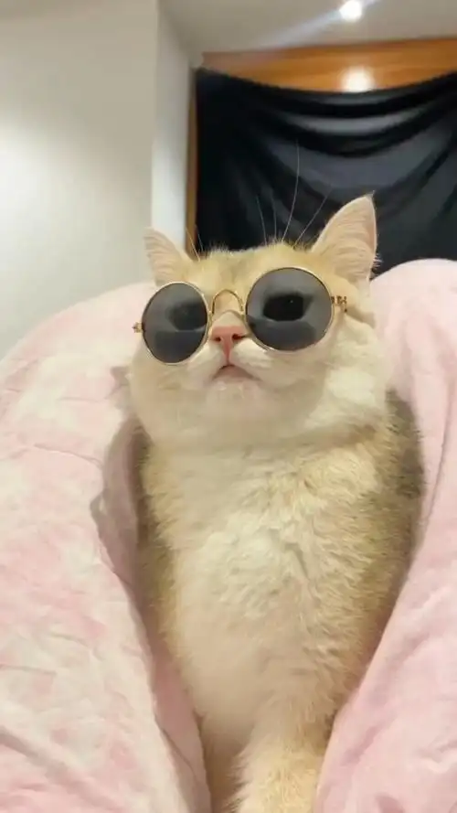 墨镜一戴,谁也不爱!说的是你吗小猫咪?