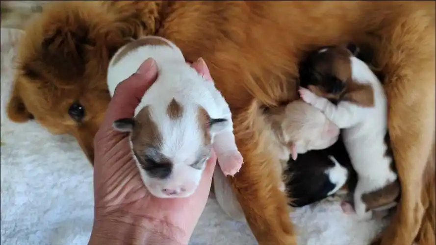 号外号外,农村土狗和哈巴狗生出的狗崽真独特,快来看看你喜欢吗