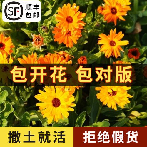 金盏菊种子 四季花种子 长生菊花籽四季 室内盆栽花草庭院花卉