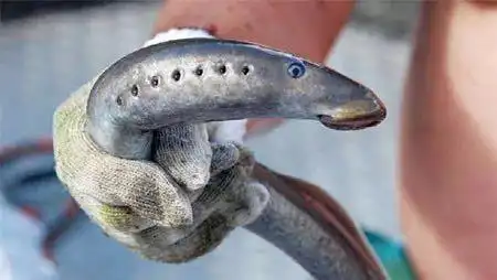 绝迹200年的"僵尸鱼"重现英国