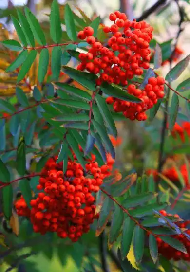 结的果子红色的