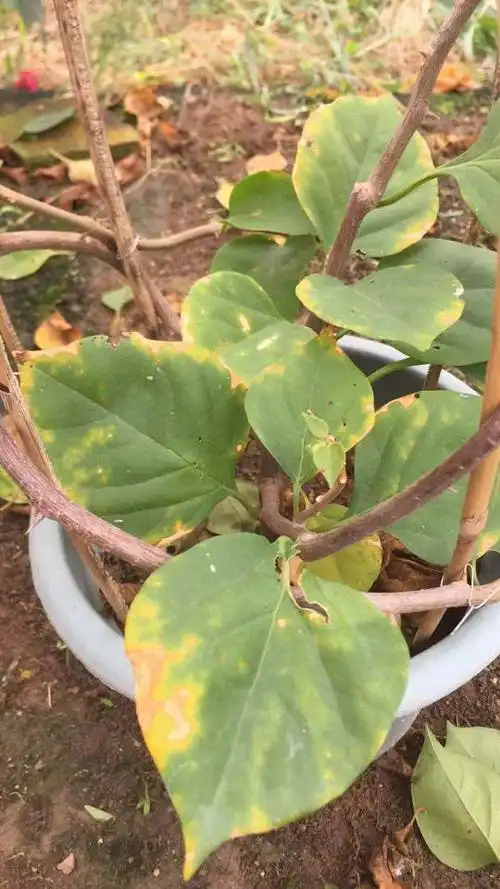 三角梅叶子变黄而且开始干枯这是什病