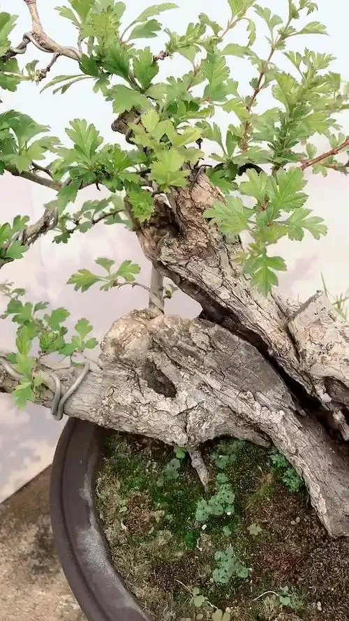 山里红山楂盆景