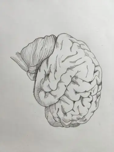 手绘解剖图第二弹深夜档