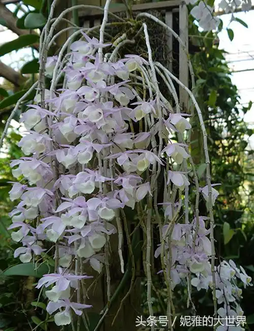 发这组图,只因最近认识的花友,她有一颗兰花树,她的兰花树上挂满了