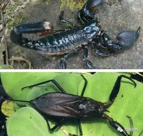 从外形上看,就得知它为何叫水蝎子了,水蝎子的整个