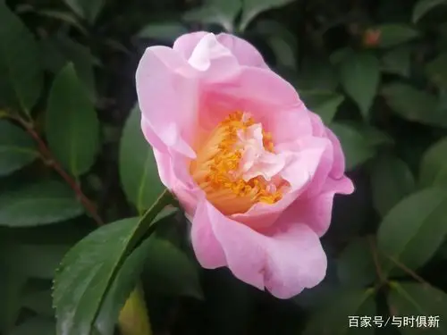 厦门仙岳山上,静观粉色的烈香山茶花怒放