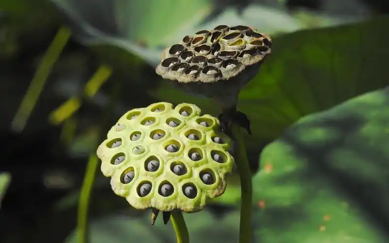 绿色护眼莲蓬植物图片桌面壁纸